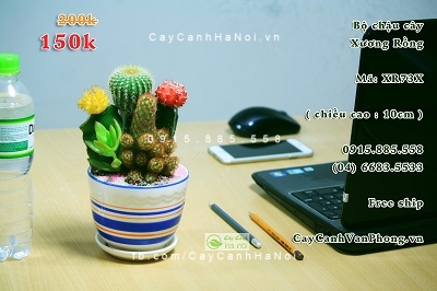 Cay-chiu-nang-2-1 NHỮNG CÂY PHONG THỦY CHỊU NẮNG TỐT