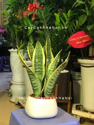 Cay-chiu-nang-2-1 NHỮNG CÂY PHONG THỦY CHỊU NẮNG TỐT