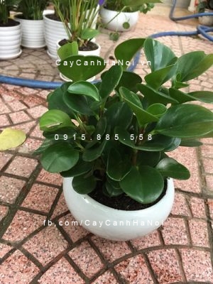 Cay-chiu-nang-2-1 NHỮNG CÂY PHONG THỦY CHỊU NẮNG TỐT
