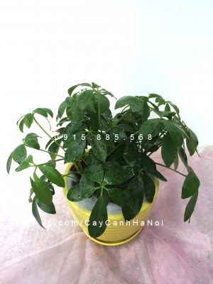 Cay-chiu-nang-2-1 NHỮNG CÂY PHONG THỦY CHỊU NẮNG TỐT