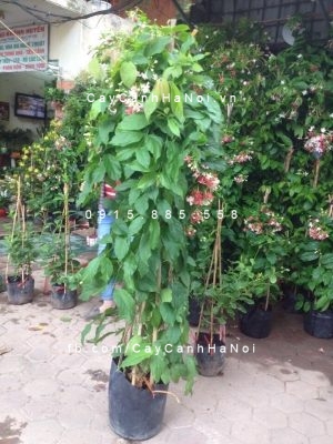 cay-day-leo-gian-1-300x400 Vừa thẩm mỹ đón tài lộc khi trồng cây dây leo giàn