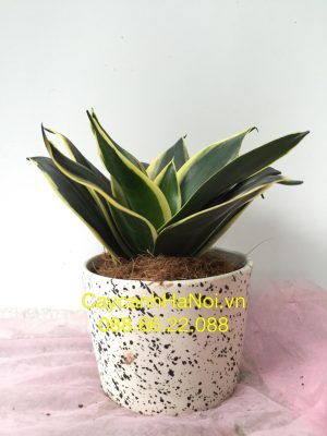 cay-de-ban-1-533x400 Cây để bàn đẹp và ấn tượng mà bạn không thể bỏ qua