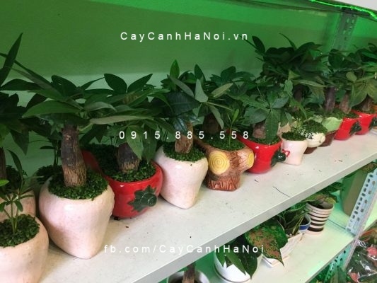 cay-hop-tuoi-1-533x400 Trồng cây hợp tuổi một việc nhỏ nhận nguồn lợi lớn