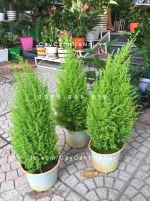 cay-hop-tuoi-1-533x400 Trồng cây hợp tuổi một việc nhỏ nhận nguồn lợi lớn