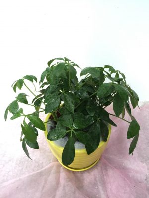 cay-noi-that-1-300x400 Sáng ngời không gian sống chỉ bằng mẹo sắp đặt cây cảnh nội thất khéo léo