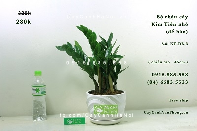 cay-phong-thuy-2-1 Những loại cây phong thủy thích hợp để trồng trong nhà