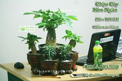 cay-phong-thuy-2-1 Những loại cây phong thủy thích hợp để trồng trong nhà