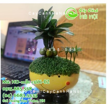 cay-phong-thuy-2-1 Những loại cây phong thủy thích hợp để trồng trong nhà