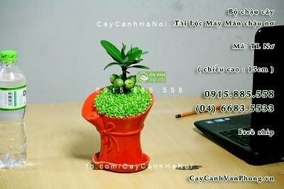 cay-phong-thuy-2-1 Những loại cây phong thủy thích hợp để trồng trong nhà