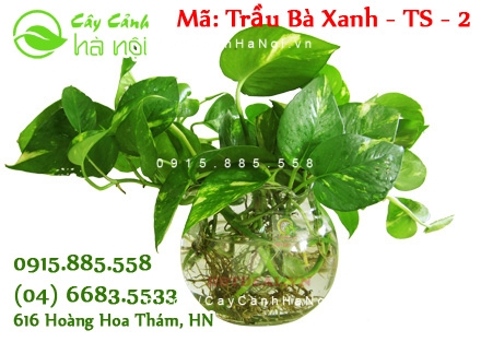 cay-qua-tang-khai-truong-1 Không lời chúc tốt đẹp nào hơn là cây quà tặng khai trương cho cửa hàng, doanh nghiệp