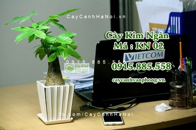 cay-qua-tang-khai-truong-1 Không lời chúc tốt đẹp nào hơn là cây quà tặng khai trương cho cửa hàng, doanh nghiệp