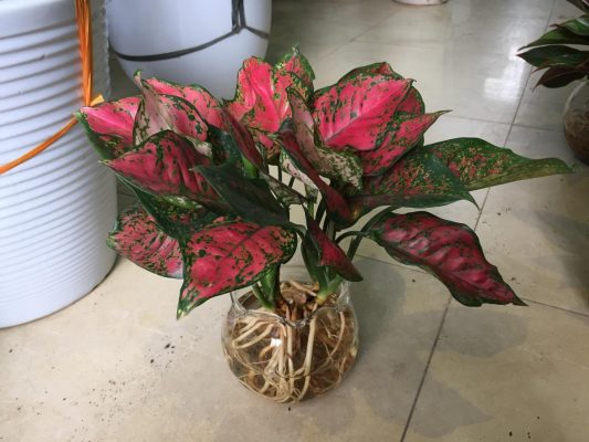 cay-thuy-canh-1-533x400 Cây thủy canh, nhỏ nhỏ nhưng lại có nhiều lợi ích không ngờ