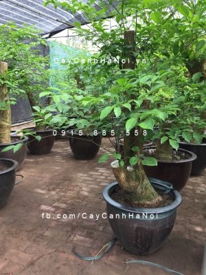 cho-thue-cay-canh-1-300x400 Giải pháp cho thuê cây cảnh - mang thiên nhiên đến với bạn một cách tiết kiệm nhất