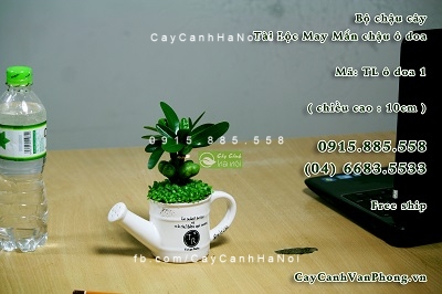 cho-thue-cay-canh-1-300x400 Giải pháp cho thuê cây cảnh - mang thiên nhiên đến với bạn một cách tiết kiệm nhất