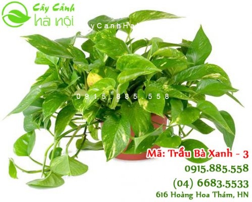 cho-thue-cay-canh-1-300x400 Giải pháp cho thuê cây cảnh - mang thiên nhiên đến với bạn một cách tiết kiệm nhất