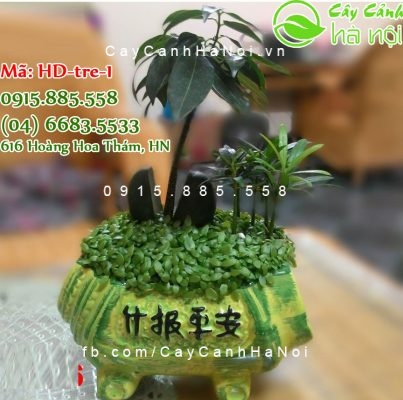 cay-qua-tang-khai-truong