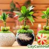 cay-tai-loc 3
