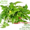 cay-trau-ba 1