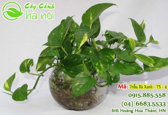 cay-trau-ba
