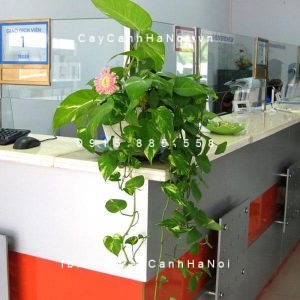 cay-van-nien-thanh