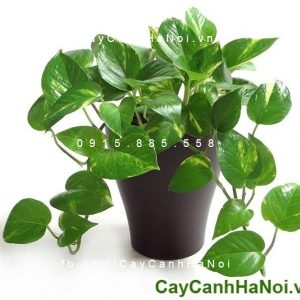 cay-van-nien-thanh
