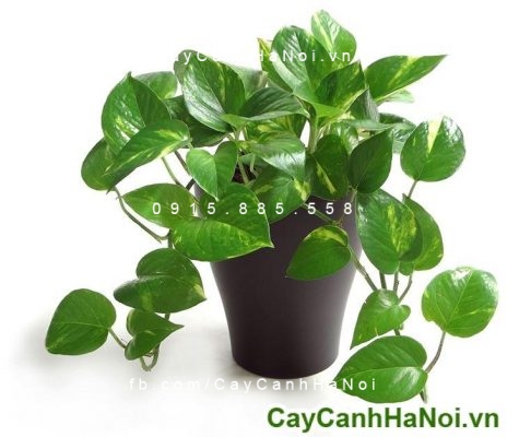 cay-van-nien-thanh